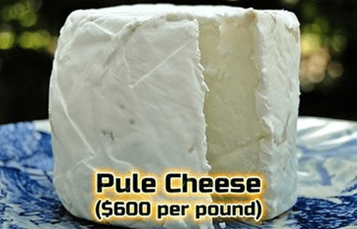 World Most expensive pule cheese | Local Monk