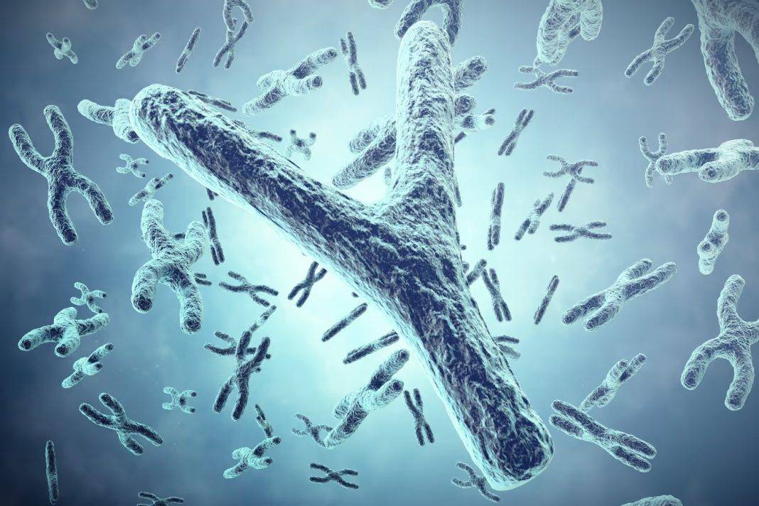 Vanishing Y chromosome: the prospective future of human evolution | Local Monk